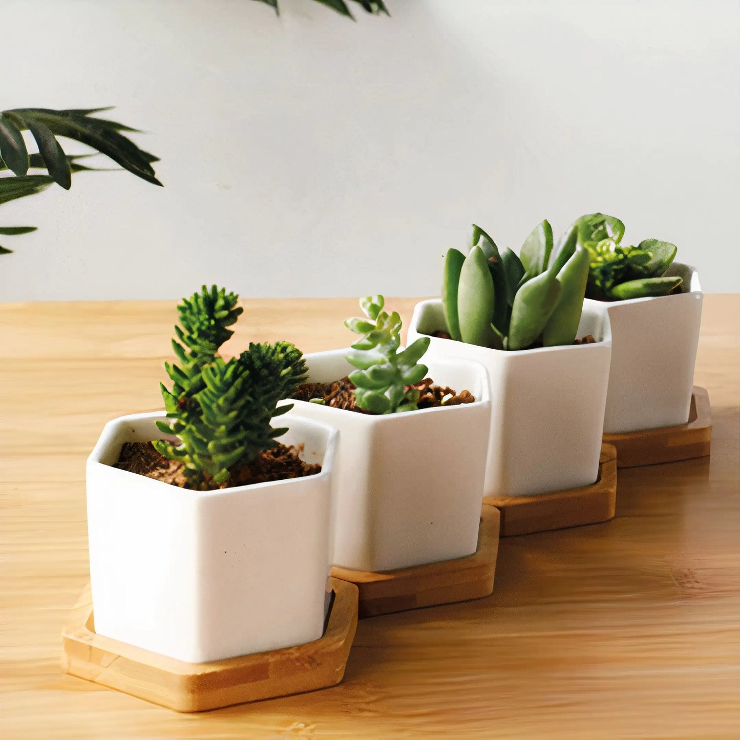 Succulent Small Planter Set of 3